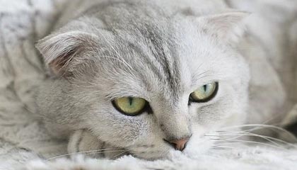 走进开云：引领奢华与创新的未来