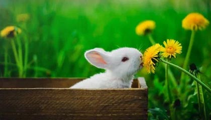 米兰体育官网：与蓝黑传说同行的官方数字之家